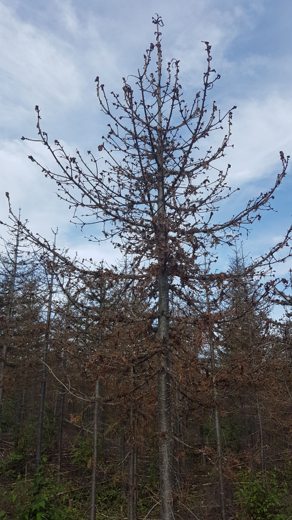 SER des Monts